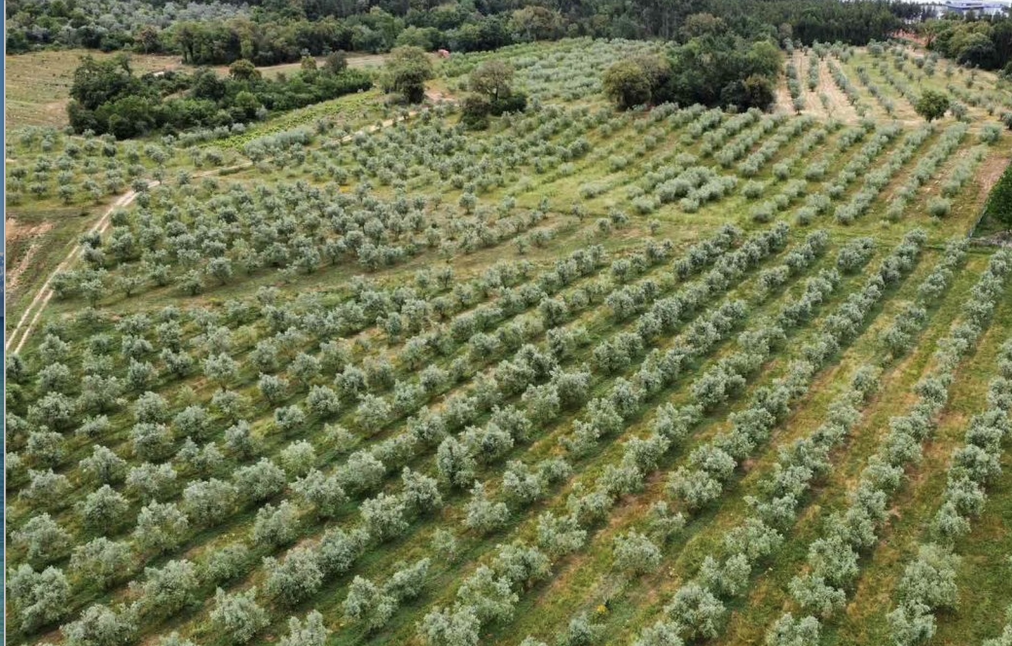 Sleep Under the Olive Trees