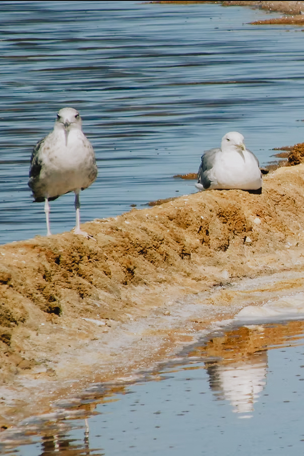 Salinas do Grelha - Segredos da Ria